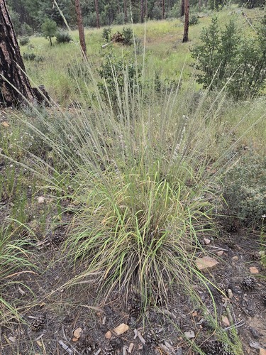 Muhlenbergia emersleyi, photograph 4