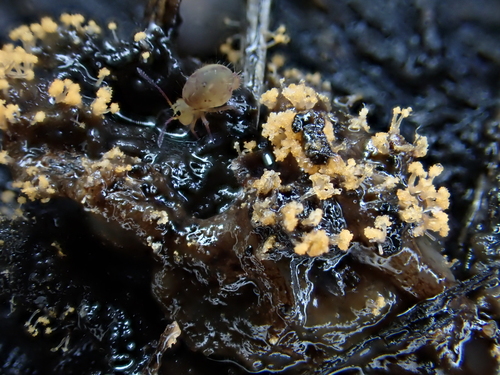 Ptenothrix maculosa