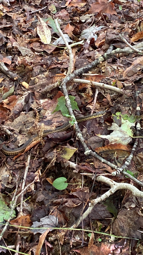 Common Garter Snake