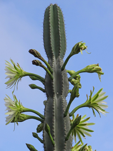 Cereus jamacaru ssp. jamacaru
