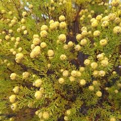 Leucadendron linifolium