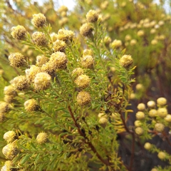 Leucadendron linifolium, photograph (c) Adele SL, some rights reserved (CC BY)