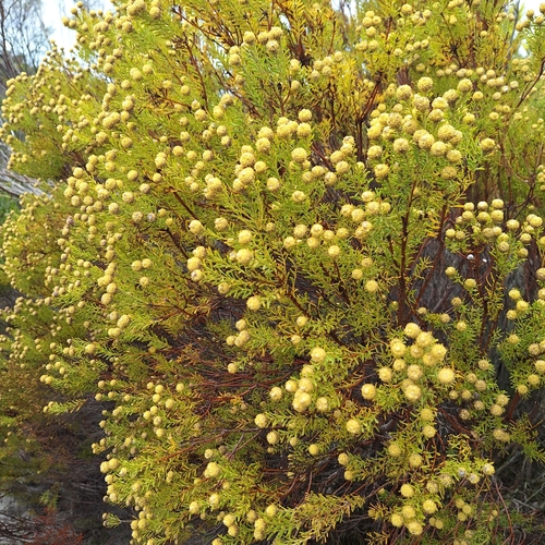 Leucadendron linifolium, photograph 2