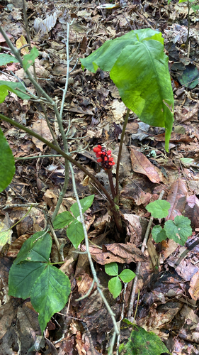 Jack-in-the-Pulpit