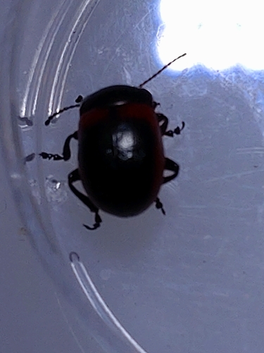 Chrysolina limbata
