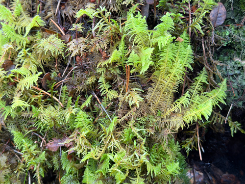 Ostrich-plume Moss