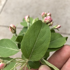 Malus