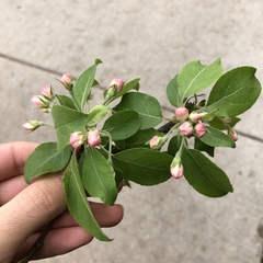 Malus