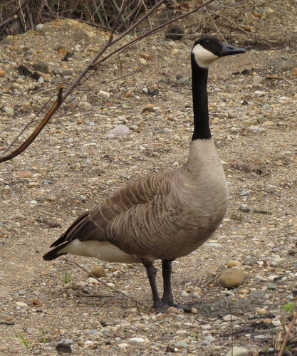 Canada Goose photographed in Michigan
