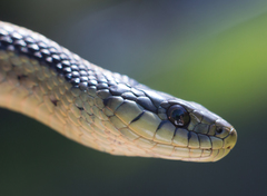 Thamnophis atratus