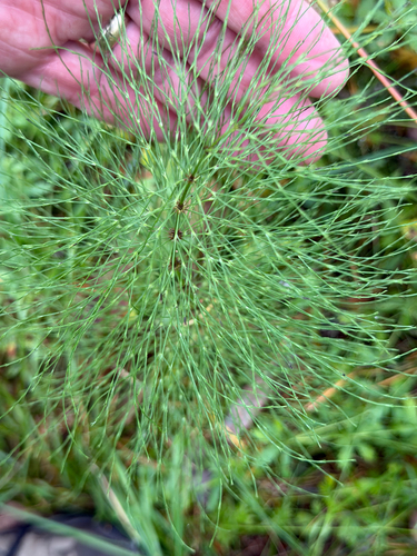 wood horsetail
