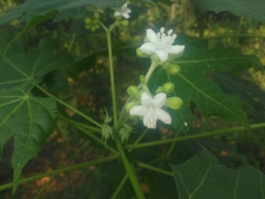 Cnidoscolus multilobus