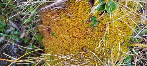 Sphagnum compactum observed 2026-09-09