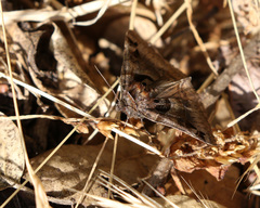 Euclidia ardita