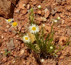 Erigeron engelmannii