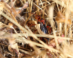 Tachypompilus unicolor