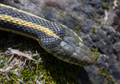 Thamnophis atratus