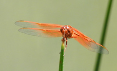 Libellula saturata