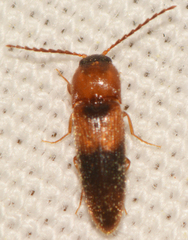 Ampedus areolatus