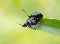 Macrohaltica transversa