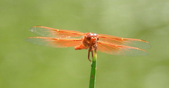 Libellula saturata