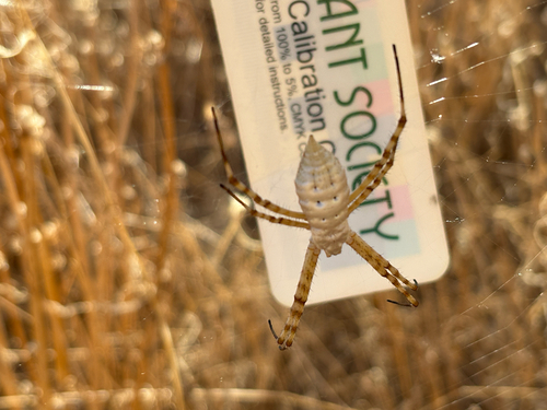 Banded Garden Spider