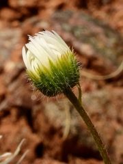 Erigeron engelmannii