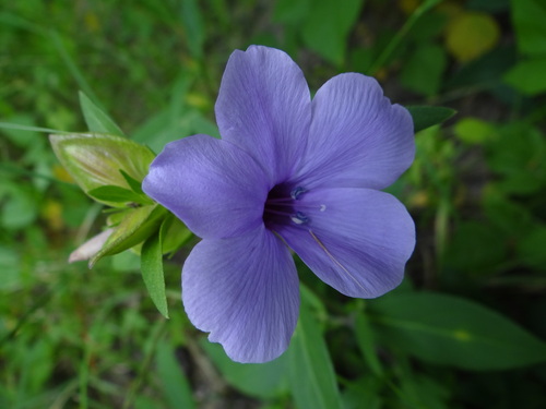 Barleria mackenii