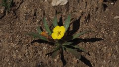 Camissoniopsis ignota
