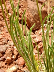 Erigeron engelmannii