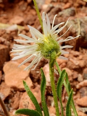 Erigeron engelmannii