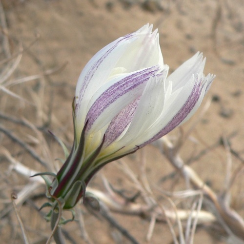 Rafinesquia neomexicana, photograph 3