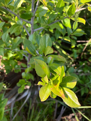 Ilex ambigua, photograph author not stated, no rights reserved
