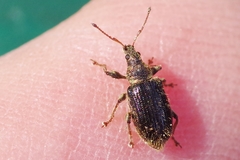 Phyllobius betulinus