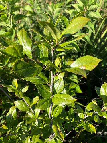 Ilex ambigua, photograph 5