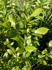 Ilex ambigua, photograph author not stated, no rights reserved