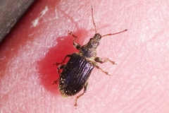 Phyllobius betulinus