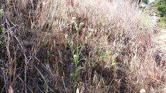 Cryptantha muricata jonesii