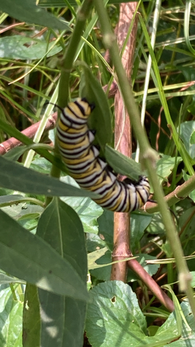 Monarch