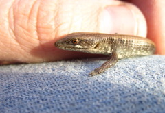 Elgaria multicarinata multicarinata