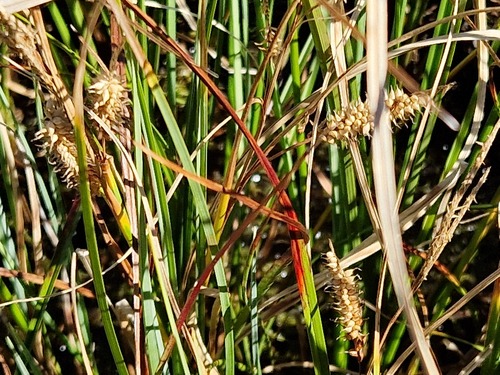Carex rostrata, photograph 3
