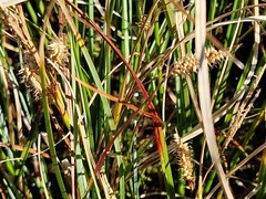 Carex rostrata, photograph (c) odole, some rights reserved (CC BY)