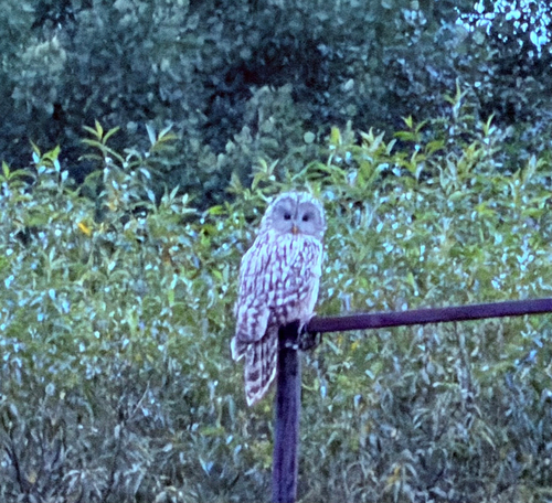 Ural Owl