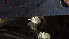 Cryptantha muricata jonesii