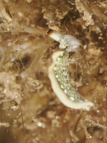Thuridilla carlsoni, 2026-08-10