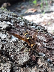 Eriotremex formosanus