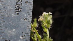 Cryptantha muricata jonesii