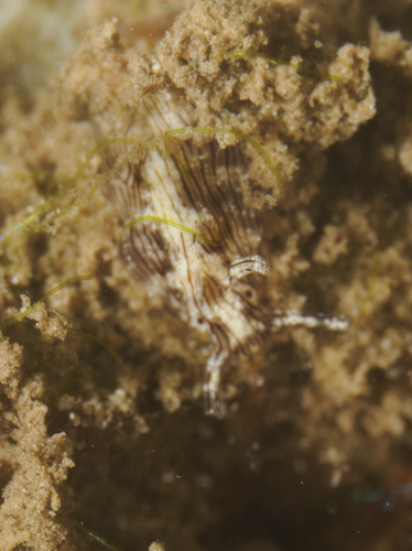 Stylocheilus striatus, 2026-08-10