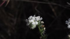 Cryptantha muricata jonesii