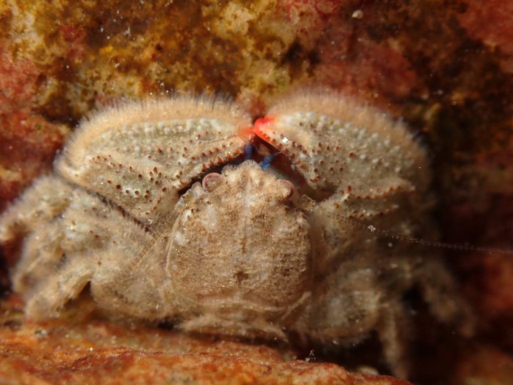 Petrolisthes hirtipes